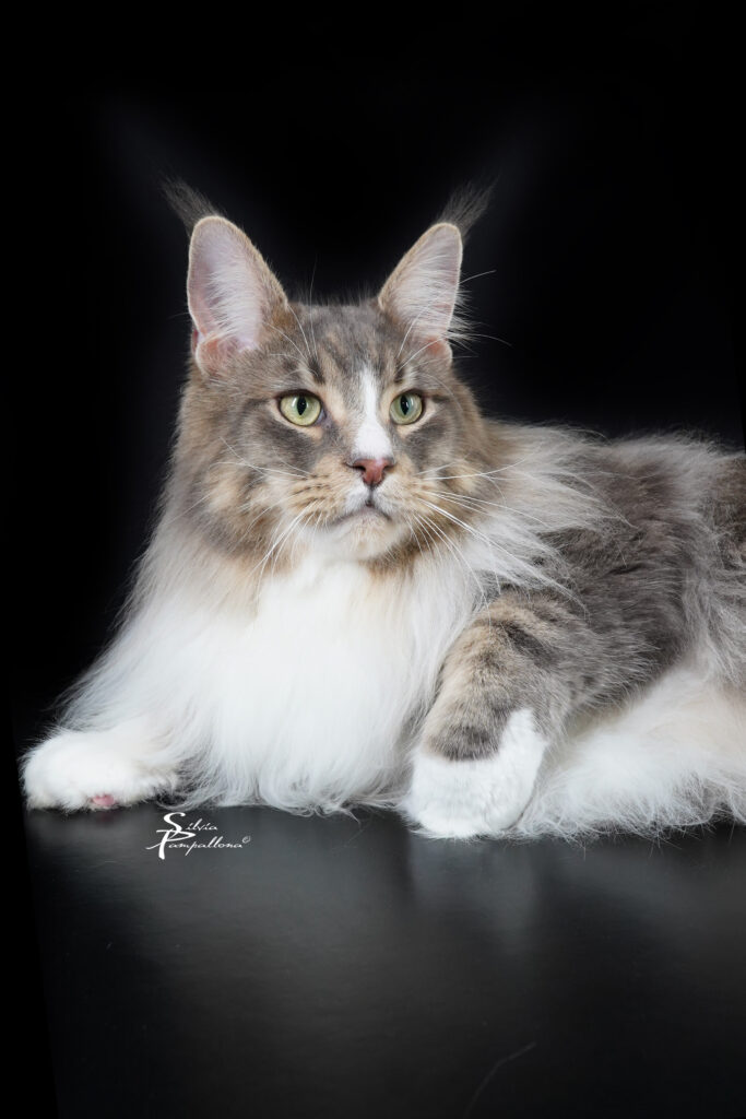 CH Lionheartcoon Sky - Lionheart Maine Coon